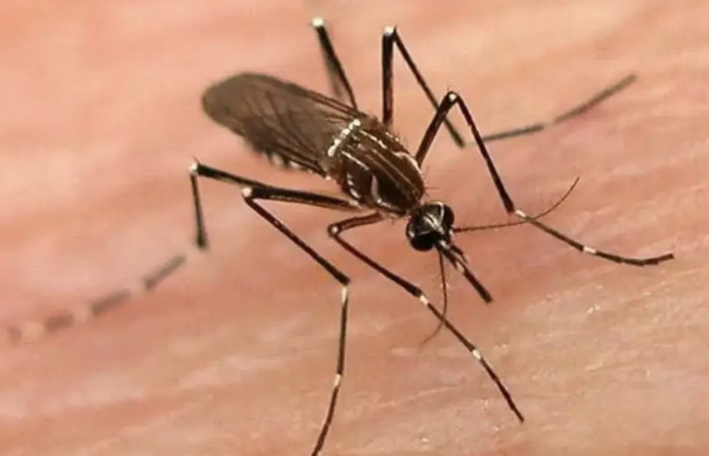 Aumentan casos de Dengue en Veracruz, piden extremar precauciones